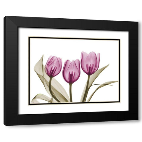 Vibrant Grouped Tulips Black Modern Wood Framed Art Print with Double Matting by Koetsier, Albert