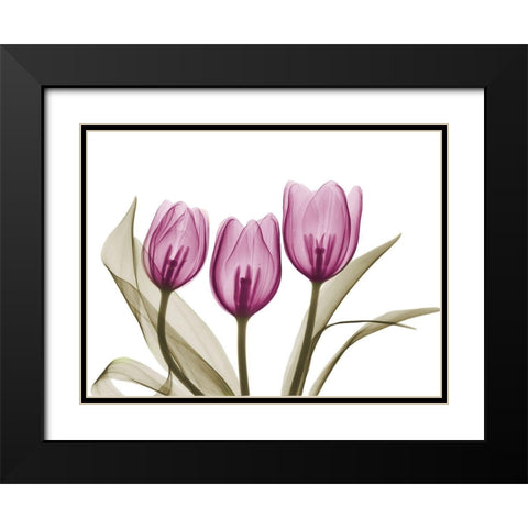 Vibrant Grouped Tulips Black Modern Wood Framed Art Print with Double Matting by Koetsier, Albert