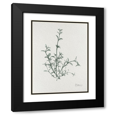 Thymus Vulgaris 2 Black Modern Wood Framed Art Print with Double Matting by Koetsier, Albert