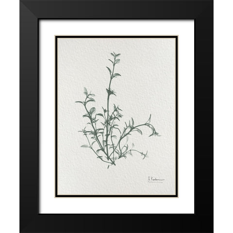 Thymus Vulgaris 2 Black Modern Wood Framed Art Print with Double Matting by Koetsier, Albert