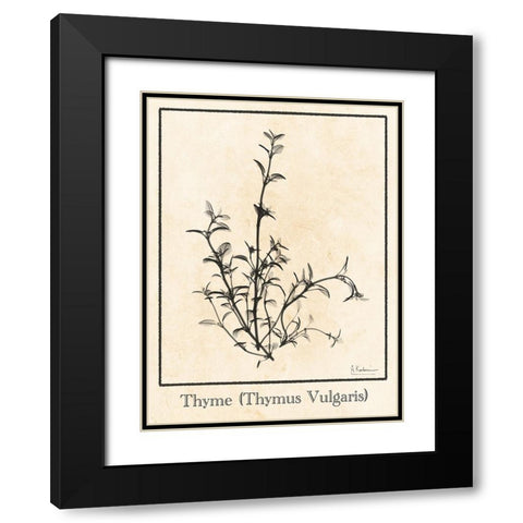 Thymus Vulgaris Black Modern Wood Framed Art Print with Double Matting by Koetsier, Albert