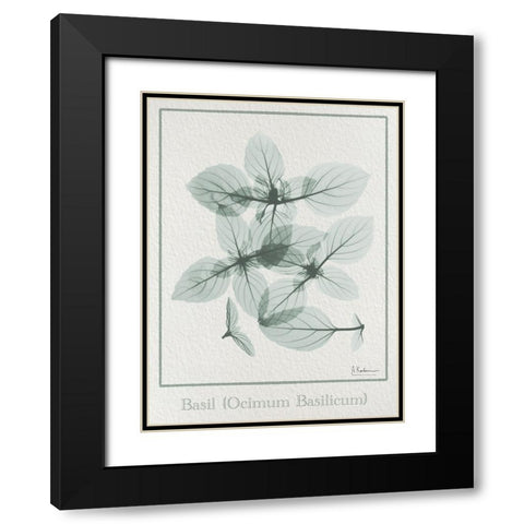 Basil Ocimum Basilicum 2 Black Modern Wood Framed Art Print with Double Matting by Koetsier, Albert