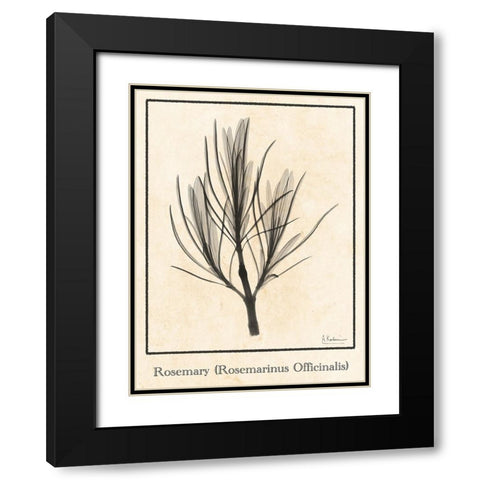 Rosemary Black Modern Wood Framed Art Print with Double Matting by Koetsier, Albert