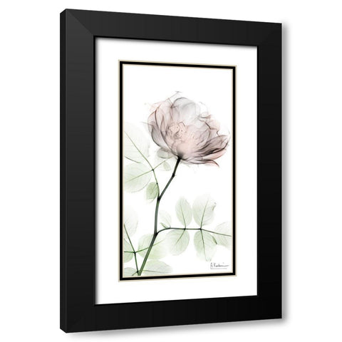 Loving Rose 1 Black Modern Wood Framed Art Print with Double Matting by Koetsier, Albert