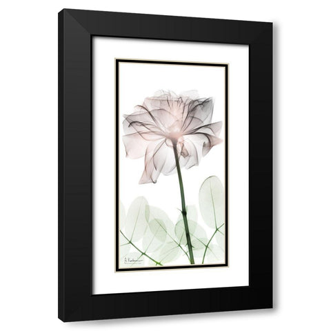 Loving Rose 2 Black Modern Wood Framed Art Print with Double Matting by Koetsier, Albert