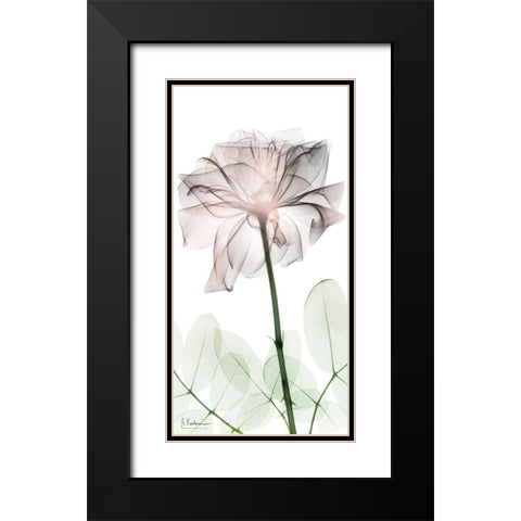 Loving Rose 2 Black Modern Wood Framed Art Print with Double Matting by Koetsier, Albert