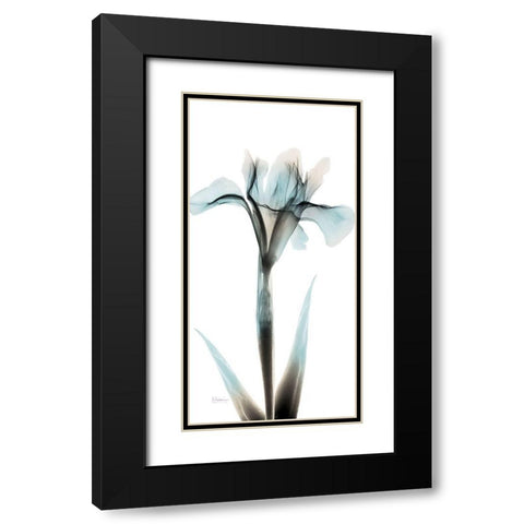 Sea Infused Iris 1 Black Modern Wood Framed Art Print with Double Matting by Koetsier, Albert