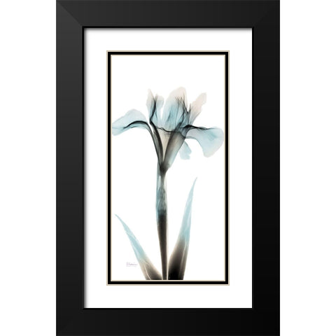 Sea Infused Iris 1 Black Modern Wood Framed Art Print with Double Matting by Koetsier, Albert