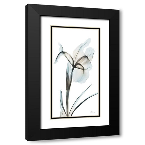 Sea Infused Iris 2 Black Modern Wood Framed Art Print with Double Matting by Koetsier, Albert