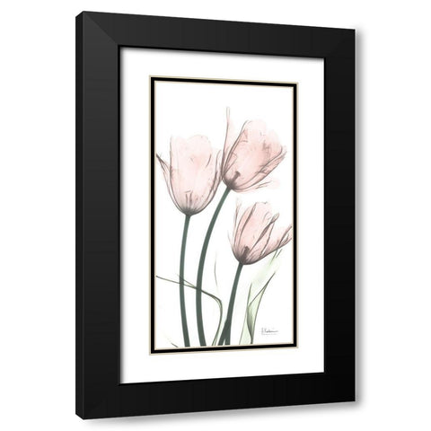 Strawberry Infused Tulips Black Modern Wood Framed Art Print with Double Matting by Koetsier, Albert