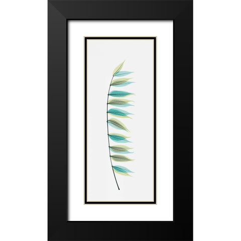 Chinese Pistachio Black Modern Wood Framed Art Print with Double Matting by Koetsier, Albert