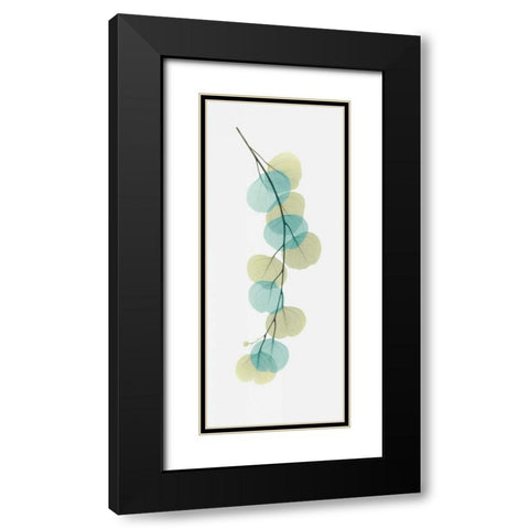 Citrus Eucalyptus Black Modern Wood Framed Art Print with Double Matting by Koetsier, Albert