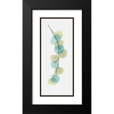 Citrus Eucalyptus Black Modern Wood Framed Art Print with Double Matting by Koetsier, Albert