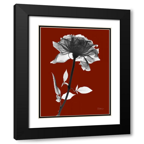 Red Rose Black Modern Wood Framed Art Print with Double Matting by Koetsier, Albert