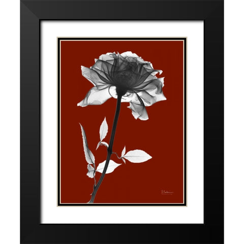 Red Rose Black Modern Wood Framed Art Print with Double Matting by Koetsier, Albert