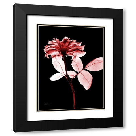 Rose 12 Black Modern Wood Framed Art Print with Double Matting by Koetsier, Albert