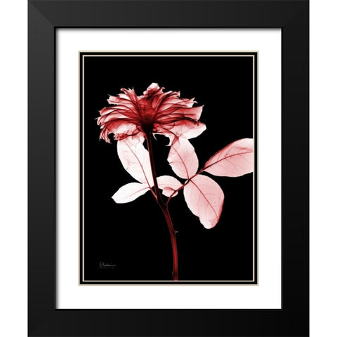 Rose 12 Black Modern Wood Framed Art Print with Double Matting by Koetsier, Albert