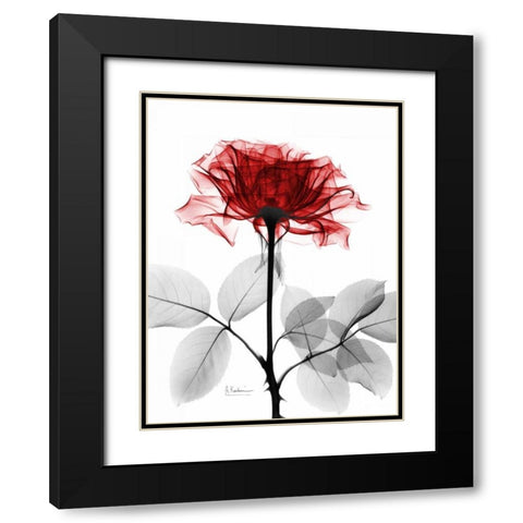 Rose 18 Black Modern Wood Framed Art Print with Double Matting by Koetsier, Albert