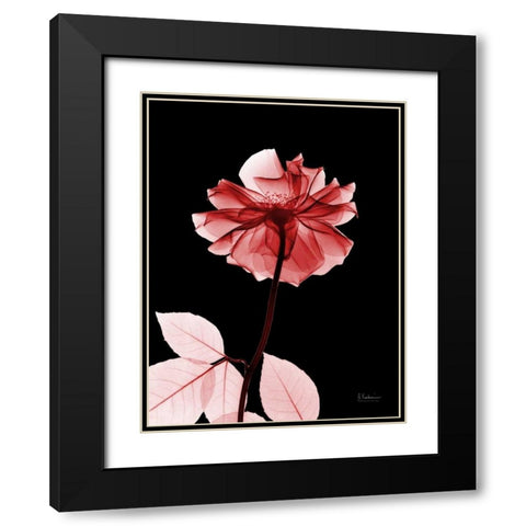 Rose 29 Black Modern Wood Framed Art Print with Double Matting by Koetsier, Albert