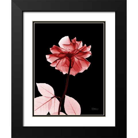 Rose 29 Black Modern Wood Framed Art Print with Double Matting by Koetsier, Albert