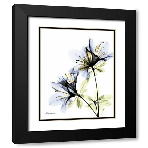 Azalea Duo Black Modern Wood Framed Art Print with Double Matting by Koetsier, Albert