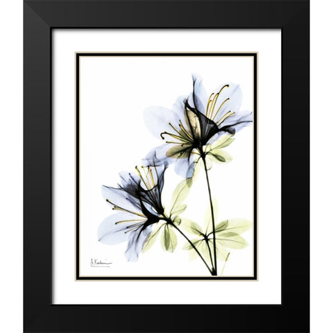 Azalea Duo Black Modern Wood Framed Art Print with Double Matting by Koetsier, Albert