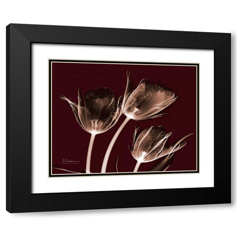 Crimson Tulips Black Modern Wood Framed Art Print with Double Matting by Koetsier, Albert