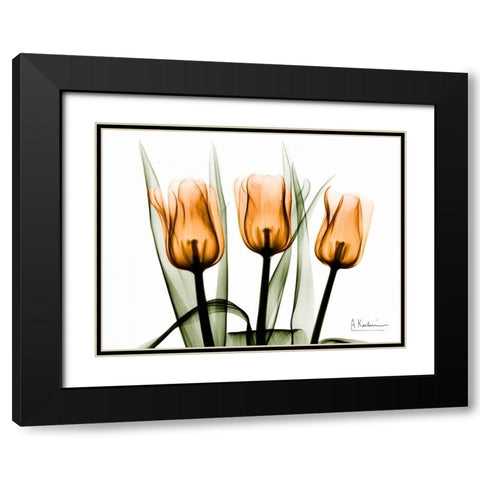 Tulips Orange Black Modern Wood Framed Art Print with Double Matting by Koetsier, Albert