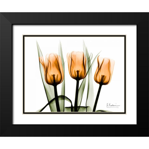 Tulips Orange Black Modern Wood Framed Art Print with Double Matting by Koetsier, Albert