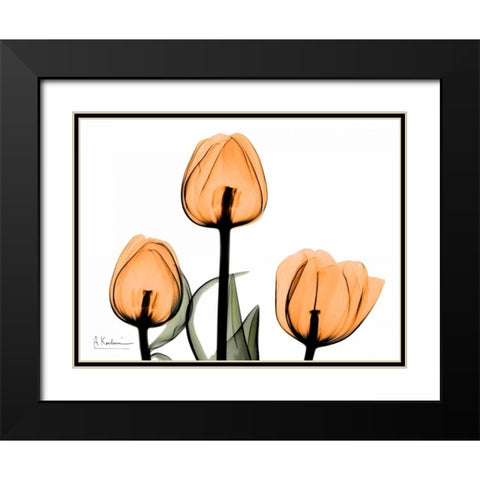 Tulips Orange Black Modern Wood Framed Art Print with Double Matting by Koetsier, Albert