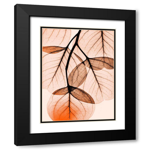 Orange Eucalyptus Black Modern Wood Framed Art Print with Double Matting by Koetsier, Albert