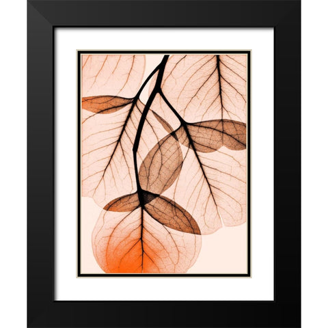 Orange Eucalyptus Black Modern Wood Framed Art Print with Double Matting by Koetsier, Albert