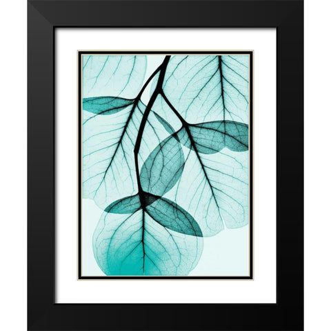 Teal Eucalyptus Black Modern Wood Framed Art Print with Double Matting by Koetsier, Albert