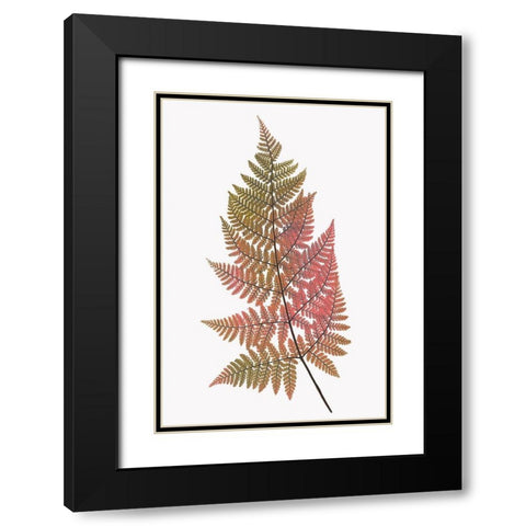 Coral Gold Fern 1 Black Modern Wood Framed Art Print with Double Matting by Bailey, Ann