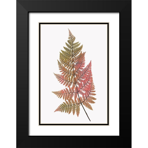 Coral Gold Fern 1 Black Modern Wood Framed Art Print with Double Matting by Bailey, Ann