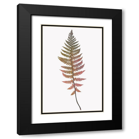 Coral Gold Fern 2 Black Modern Wood Framed Art Print with Double Matting by Bailey, Ann