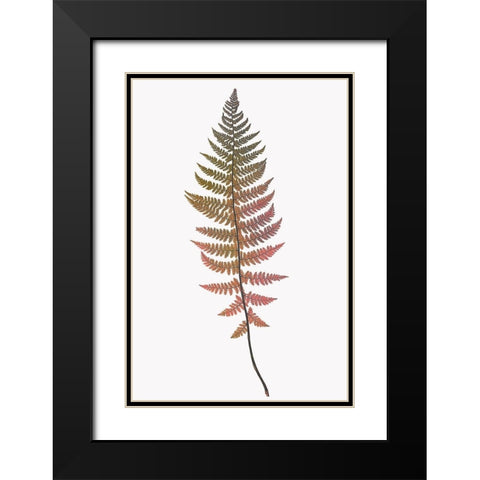 Coral Gold Fern 2 Black Modern Wood Framed Art Print with Double Matting by Bailey, Ann