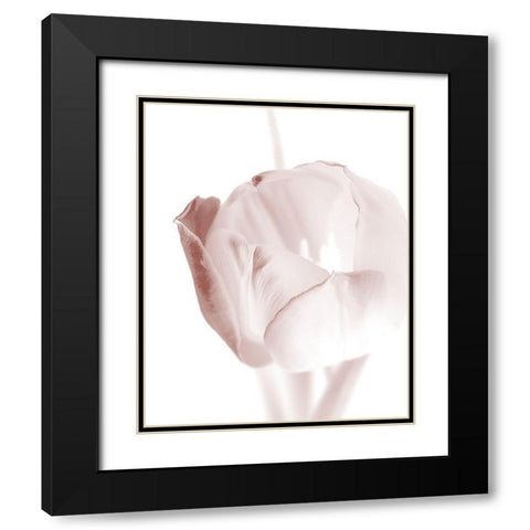 Tulip 2 Black Modern Wood Framed Art Print with Double Matting by Bailey, Ann