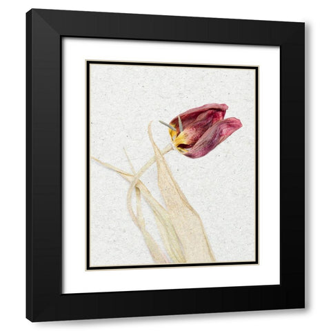 Pressed 2 Black Modern Wood Framed Art Print with Double Matting by Bailey, Ann