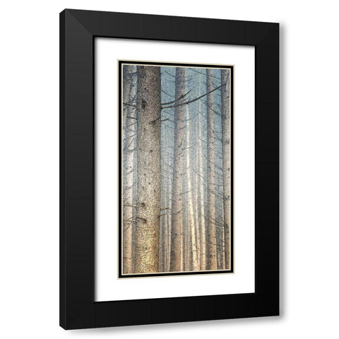 Forest Dreaming 1 Black Modern Wood Framed Art Print with Double Matting by Bailey, Ann