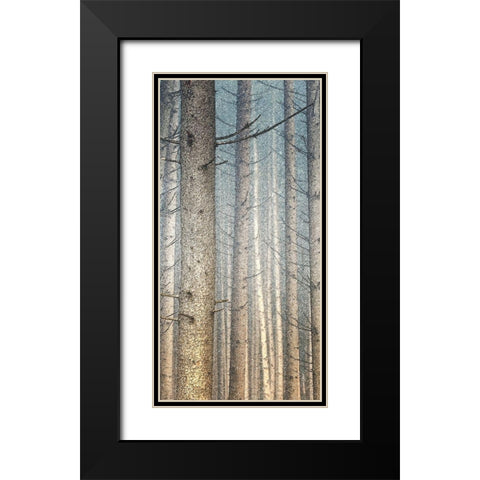 Forest Dreaming 1 Black Modern Wood Framed Art Print with Double Matting by Bailey, Ann