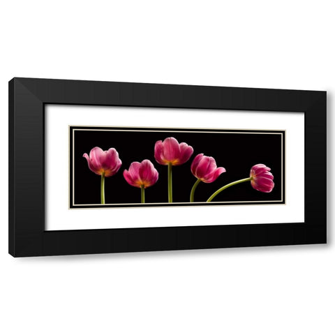 Five Tulips Black Modern Wood Framed Art Print with Double Matting by Seidman, Barry