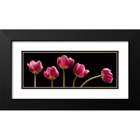 Five Tulips Black Modern Wood Framed Art Print with Double Matting by Seidman, Barry