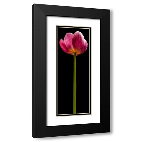 Tall Purple Tulip Black Modern Wood Framed Art Print with Double Matting by Seidman, Barry