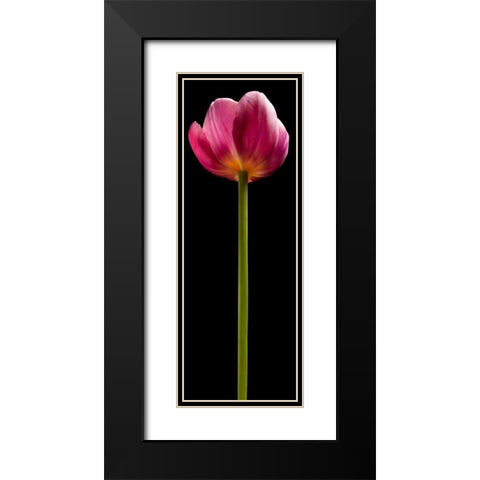Tall Purple Tulip Black Modern Wood Framed Art Print with Double Matting by Seidman, Barry