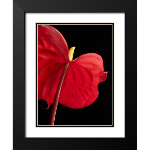 Anthurium 1 Black Modern Wood Framed Art Print with Double Matting by Seidman, Barry