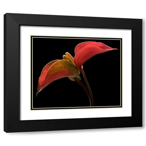 Anthurium 2 Black Modern Wood Framed Art Print with Double Matting by Seidman, Barry