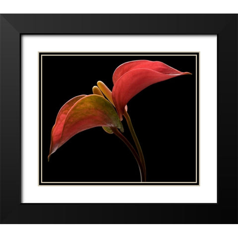 Anthurium 2 Black Modern Wood Framed Art Print with Double Matting by Seidman, Barry