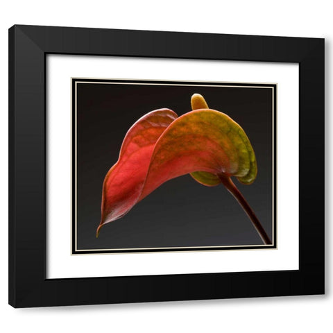 Anthurium 3 Black Modern Wood Framed Art Print with Double Matting by Seidman, Barry