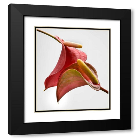 Anthurium 2 Black Modern Wood Framed Art Print with Double Matting by Seidman, Barry